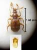 Bryaxis catalanus